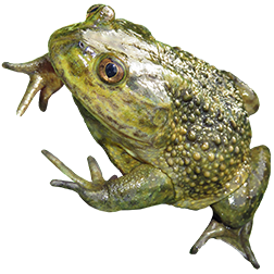  Helmeted Water Toads